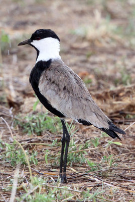 BIRD - LAPWING - SPUR-WINGED LAPWING - SAMBURU NATIONAL PARK KENYA (3).JPG