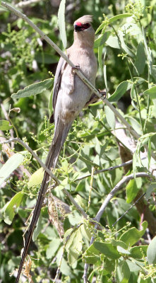 BIRD - MOUSEBIRD - RED-FACED MOUSEBIRD - SAMBURU NATIONAL PARK KENYA (1).JPG