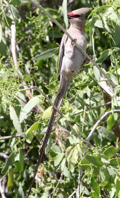 BIRD - MOUSEBIRD - RED-FACED MOUSEBIRD - SAMBURU NATIONAL PARK KENYA (4).JPG