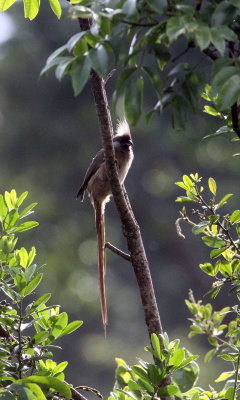 BIRD - MOUSEBIRD - SPECKLED MOUSEBIRD - ABERDERES NATIONAL PARK KENYA (1).JPG