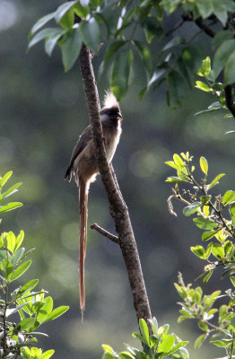 BIRD - MOUSEBIRD - SPECKLED MOUSEBIRD - ABERDERES NATIONAL PARK KENYA (3).JPG