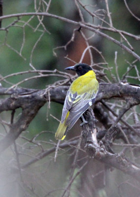 BIRD - ORIOLE - AFRICAN BLACK-HEADED ORIOLE - MASAI MARA NATIONAL PARK KENYA (1).JPG