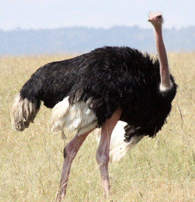 BIRD - OSTRICH - COMMON OSTRICH - MASAI MARA NATIONAL PARK KENYA (11).JPG