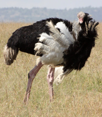 BIRD - OSTRICH - COMMON OSTRICH - MASAI MARA NATIONAL PARK KENYA (18).JPG