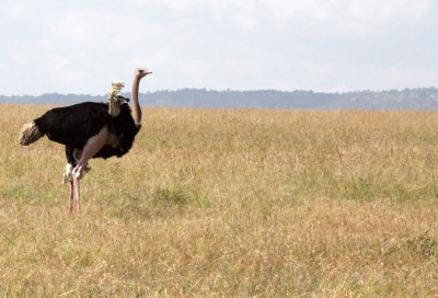 BIRD - OSTRICH - COMMON OSTRICH - MASAI MARA NATIONAL PARK KENYA (2).JPG