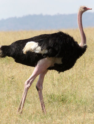 BIRD - OSTRICH - COMMON OSTRICH - MASAI MARA NATIONAL PARK KENYA (24).JPG