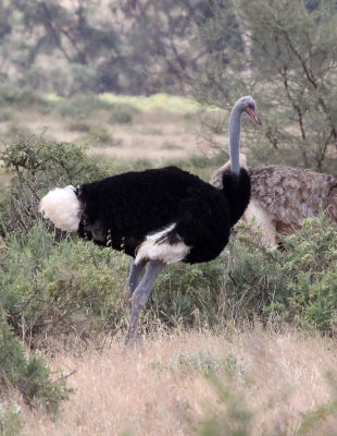 BIRD - OSTRICH - SOMALI OSTRICH - SAMBURU NATIONAL PARK KENYA (1).JPG