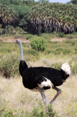 BIRD - OSTRICH - SOMALI OSTRICH - SAMBURU NATIONAL RESERVE KENYA (3).JPG