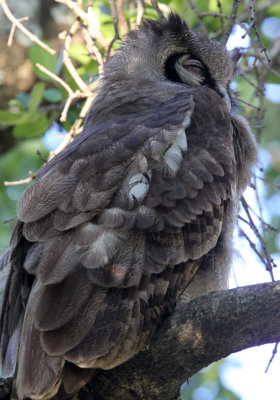 BIRD - OWL - VERREAUX'S EAGLE OWL - MASAI MARA NATIONAL PARK KENYA (1).JPG