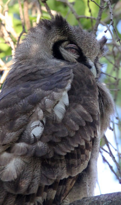 BIRD - OWL - VERREAUX'S EAGLE OWL - MASAI MARA NATIONAL PARK KENYA (5).JPG