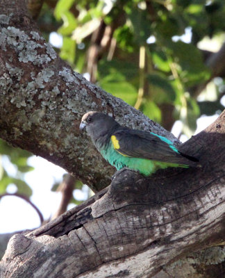 BIRD - PARROT - BROWN PARROT -  MASAI MARA NATIONAL PARK KENYA (24).JPG