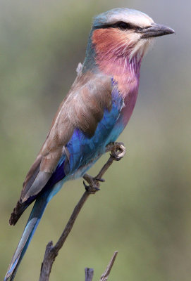 BIRD - ROLLER - LILAC-BREASTED ROLLER - MASAI MARA NATIONAL PARK KENYA (12).JPG