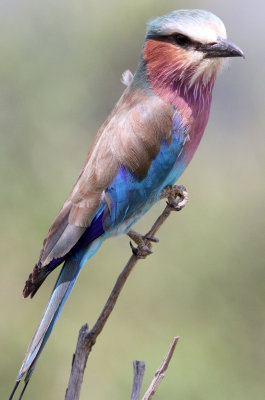 BIRD - ROLLER - LILAC-BREASTED ROLLER - MASAI MARA NATIONAL PARK KENYA (13).JPG
