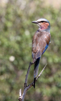 BIRD - ROLLER - LILAC-BREASTED ROLLER - MASAI MARA NATIONAL PARK KENYA (6).JPG