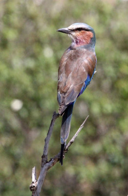 BIRD - ROLLER - LILAC-BREASTED ROLLER - MASAI MARA NATIONAL PARK KENYA (7).JPG