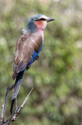BIRD - ROLLER - LILAC-BREASTED ROLLER - MASAI MARA NATIONAL PARK KENYA (9).JPG