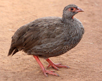 BIRD - SPURFOWL - RED-NECKED SPURFOWL - MASAI MARA NATIONAL PARK KENYA.JPG