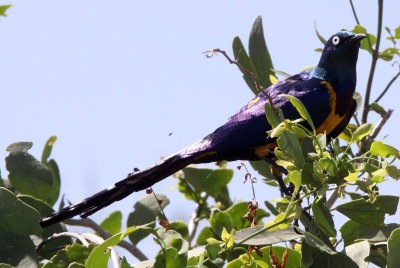 BIRD - STARLING - GOLDEN-BREASTED STARLING - SAMBURU NATIONAL PARK KENYA (1).JPG