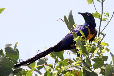 BIRD - STARLING - GOLDEN-BREASTED STARLING - SAMBURU NATIONAL PARK KENYA (3).JPG