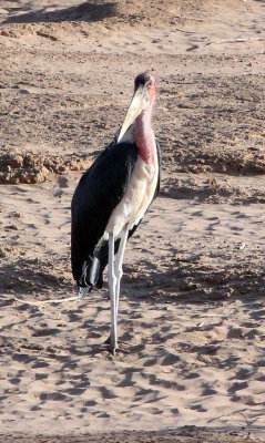 BIRD - STORK - MARABOU STORK - SAMBURU NATIONAL PARK KENYA (1).JPG