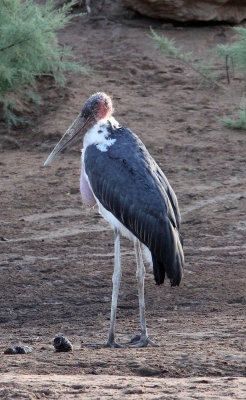 BIRD - STORK - MARABOU STORK - SAMBURU NATIONAL PARK KENYA (5).JPG