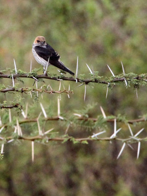 BIRD - SWALLOW - LESSER STRIPED SWALLOW - MASAI MARA NATIONAL PARK KENYA (2).JPG