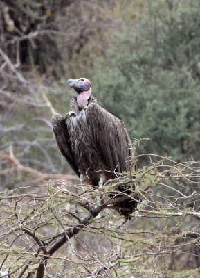 BIRD - VULTURE - LAPPET-FACED VULTURE - SAMBURU NATIONAL PARK KENYA (3).JPG