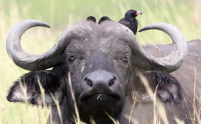 BOVID - BUFFALO - CAPE BUFFALO - MURCHISON FALLS NATIONAL PARK UGANDA (4).JPG