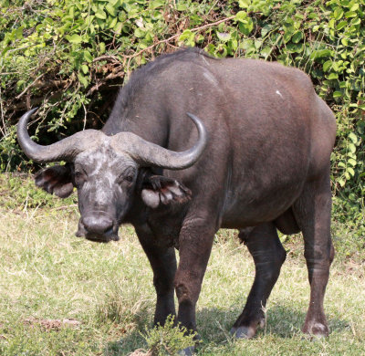 BOVID - BUFFALO - CAPE BUFFALO - QUEEN ELIZABETH NATIONAL PARK UGANDA (16).JPG