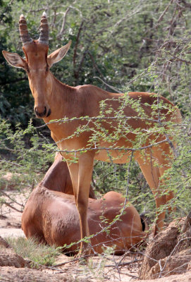 BOVID - HARTEBEEST - LELWEL'S (JACKSON'S) HARTEBEEST - MURCHISON FALLS NATIONAL PARK UGANDA (2).JPG