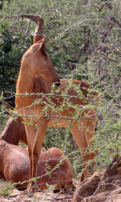 BOVID - HARTEBEEST - LELWEL'S (JACKSON'S) HARTEBEEST - MURCHISON FALLS NATIONAL PARK UGANDA (5).JPG