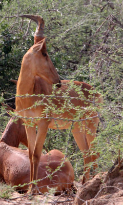 BOVID - HARTEBEEST - LELWELS (JACKSONS) HARTEBEEST - MURCHISON FALLS NATIONAL PARK UGANDA (5).JPG