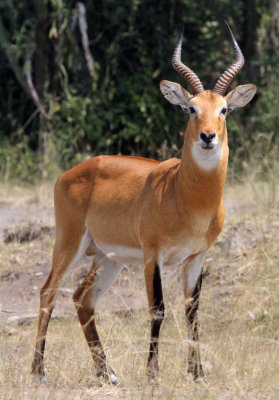 BOVID - KOB - UGANDA KOB - QUEEN ELIZABETH NATIONAL PARK UGANDA (6).JPG