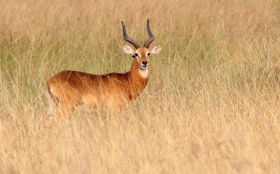 BOVID - KOB - UGANDA KOB - QUEEN ELIZABETH NP UGANDA (2).JPG