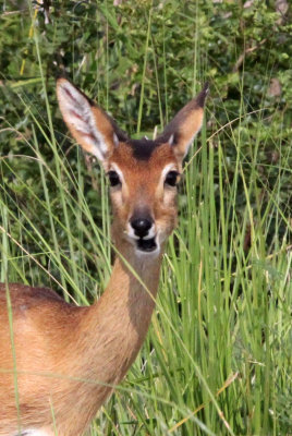 BOVID - ORIBI - MURCHISON FALLS NATIONAL PARK UGANDA (3).JPG