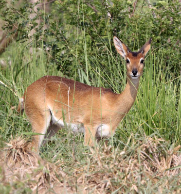 BOVID - ORIBI - MURCHISON FALLS NATIONAL PARK UGANDA (8).JPG