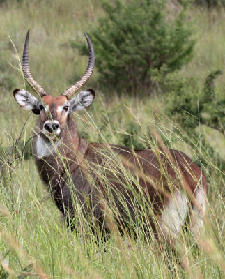 BOVID - WATERBUCK - DEFASSAS WATERBUCK - MURCHISON FALLS NP UGANDA (2).JPG