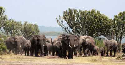 ELEPHANT - QUEEN ELIZABETH NATIONAL PARK UGANDA (17).JPG