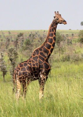GIRAFFE - ROTHCHILD'S GIRAFFE - Giraffa camelopardalis congoensis - MURCHISON FALLS NP UGANDA (6).JPG