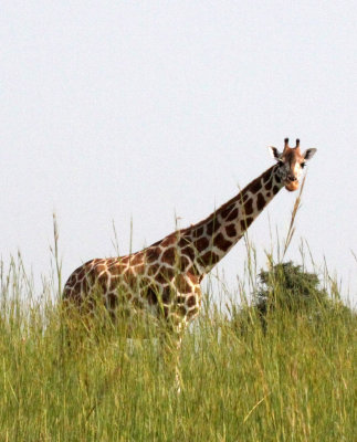 GIRAFFE - ROTHCHILD'S GIRAFFE - Giraffa camelopardalis congoensis - MURCHISON FALLS NP UGANDA (8).JPG