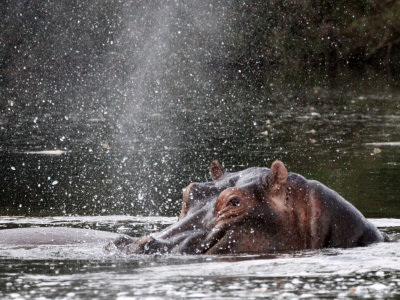 HIPPOPOTAMUS - MURCHISON FALLS NP UGANDA (6).JPG