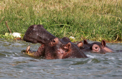 HIPPOPOTAMUS - QUEEN ELIZABETH NATIONAL PARK UGANDA (10).JPG