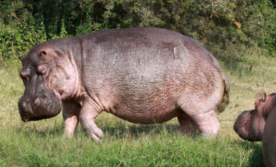 HIPPOPOTAMUS - QUEEN ELIZABETH NATIONAL PARK UGANDA (39).JPG