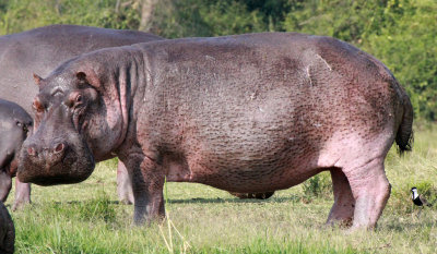 HIPPOPOTAMUS - QUEEN ELIZABETH NATIONAL PARK UGANDA (65).JPG