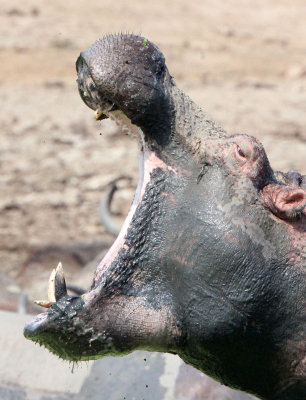 HIPPOPOTAMUS - QUEEN ELIZABETH NATIONAL PARK UGANDA (84).JPG