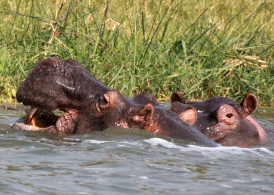 HIPPOPOTAMUS - QUEEN ELIZABETH NATIONAL PARK UGANDA (9).JPG