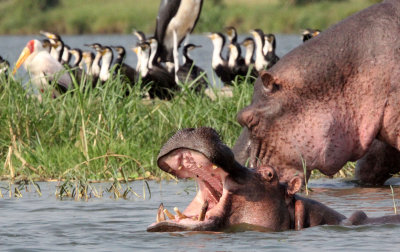 HIPPOPOTAMUS - QUEEN ELIZABETH NP UGANDA (18).JPG