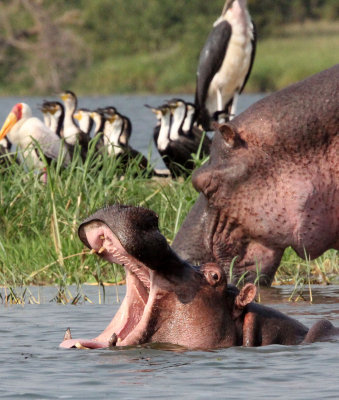 HIPPOPOTAMUS - QUEEN ELIZABETH NP UGANDA (22).JPG