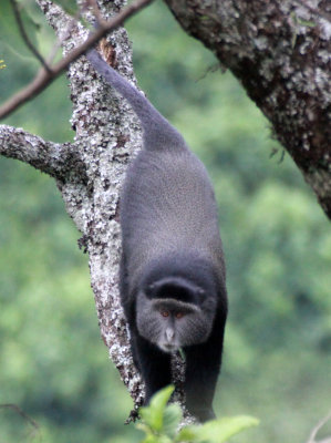 PRIMATE - CERCOPITHECUS MATIS - BLUE MONKEY - RWENZORI NATIONAL PARK UGANDA (10).JPG