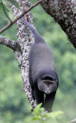 PRIMATE - CERCOPITHECUS MATIS - BLUE MONKEY - RWENZORI NATIONAL PARK UGANDA (3).JPG